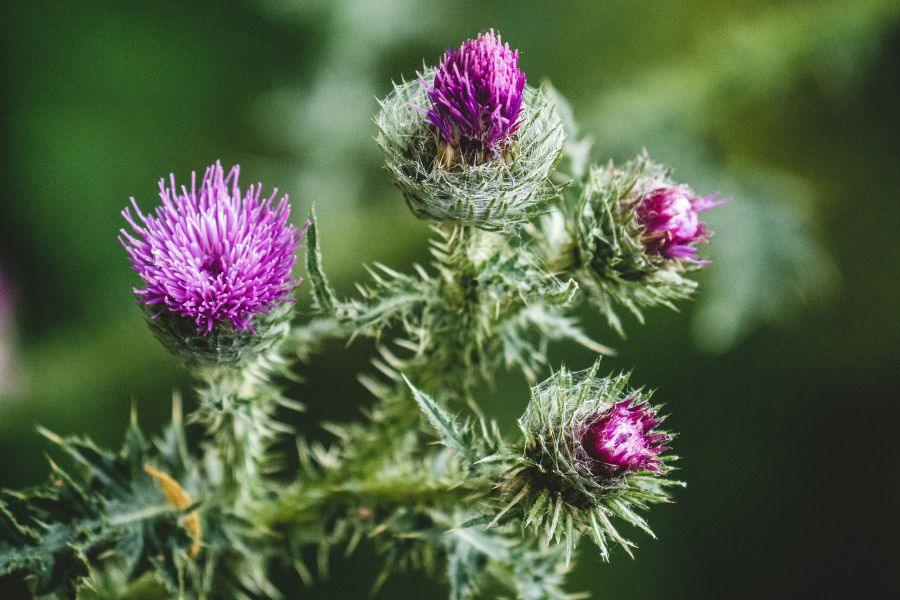 Why You Should Be Taking Milk Thistle Supplements